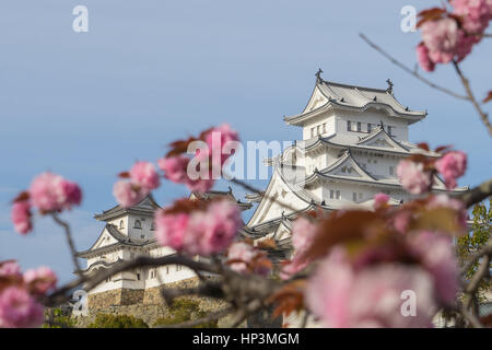 Il castello di Himeji dietro completamente fiorì sakura fiori, Giappone Foto Stock