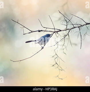 Colore grigio-blu Gnatcatcher appollaiato su un ramo Foto Stock