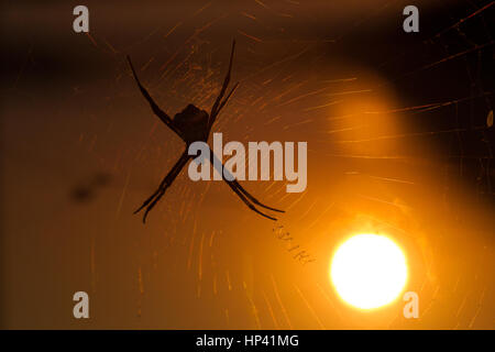 Una firma spider contro il sole di setting, ragnatela visibile, silhouette Foto Stock