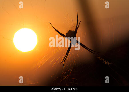 Una firma spider contro il sole di setting, ragnatela visibile, silhouette Foto Stock