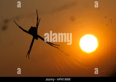 Una firma spider contro il sole di setting, ragnatela visibile, silhouette Foto Stock