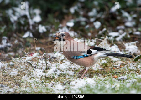 Un Eurasian Jay (Garrulus glandarius) raccolta di arachidi da frosty giardino prato, Hastings, East Sussex, Regno Unito Foto Stock