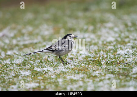 Un Pied Wagtail in cerca di cibo sul terreno nevoso, Hastings, East Sussex, Regno Unito Foto Stock