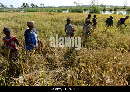 MADAGASCAR Mananjary, canal des Pangalanes, donne al raccolto di riso / MADAGASCAR, canal des Pangalanes, Frauen bei Reisernte Foto Stock