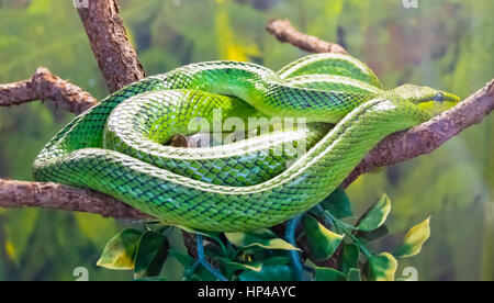 Un vibrante gree snake in appoggio sui rami di alberi nel mondo tropicale, Leeds, Regno Unito Foto Stock