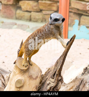 Un meerkat sentinella permanente su un ceppo di albero in Tropical World Foto Stock