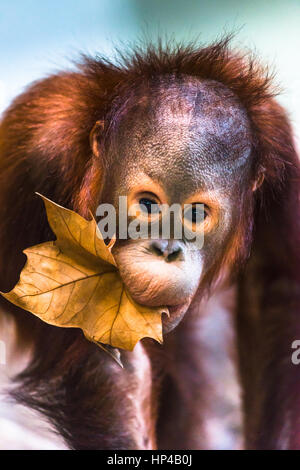 Carino baby orangutan a giocare.
