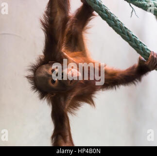 Carino baby orangutan a giocare. Foto Stock