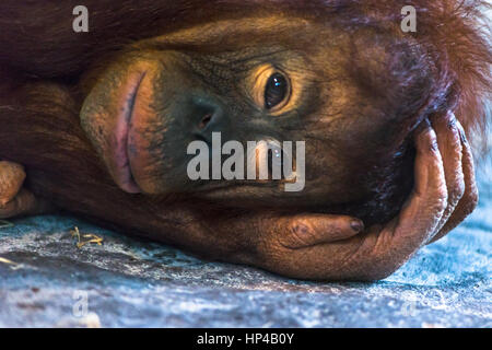 Triste Orangutang close up Foto Stock