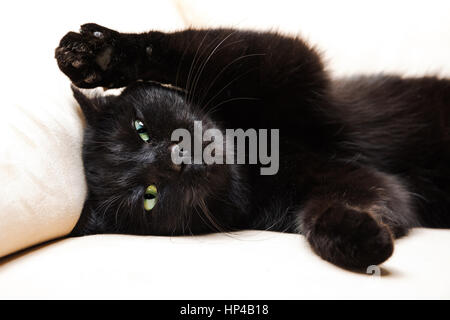 Ritratto di un comune, europea gatto nero con gli occhi verdi e aprire pawy sul divano bianco sullo sfondo. Concetto di casa accogliente, rilassante e la sicurezza sta Foto Stock