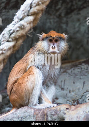 La patas monkey (Erythrocebus patas), come noto come l'ussaro scimmia. Lo zoo di Barcellona. Spagna. Foto Stock