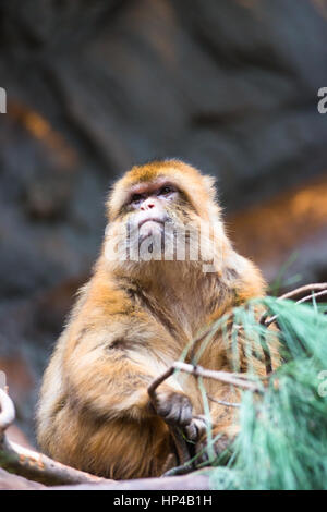 Barberia macaco scimmia Foto Stock