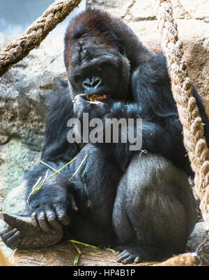 Maschio maturo argento Gorilla sostenuta presso lo zoo di Barcellona. Spagna. Foto Stock