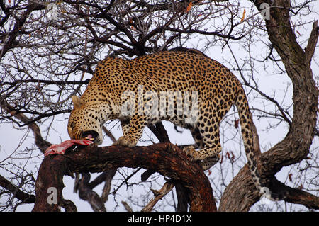 Mangiare Leopard in Namibia Foto Stock