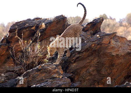 Splendida Leopard in Namibia Foto Stock