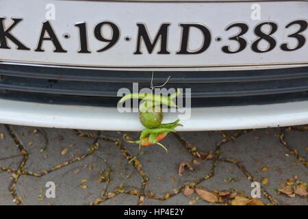 Kochi, India - 24 Ottobre 2015 - Il peperoncino e limone su Tata auto in India come parte della superstizione per prevenire incidenti di auto Foto Stock