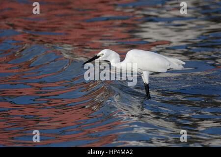 Garzetta Egretta garzetta in piedi in acqua di mare riflettendo union jack flag colori. Guardando oltre e onde di marea. Regno Unito la conservazione degli uccelli dopo Brexit. Foto Stock