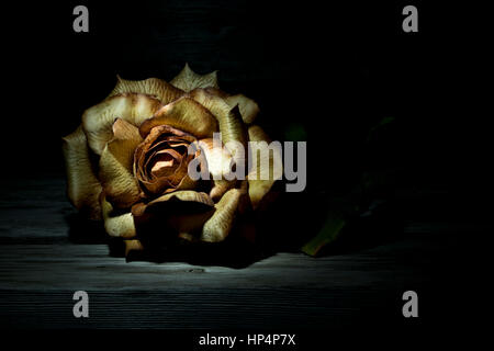 Rosa di plastica illuminato da un LED torcia. Foto Stock