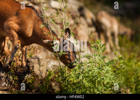 Azienda agricola capra mangia le piante selvatiche in Nepal Foto Stock