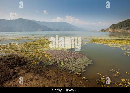 Phewa (fewa) lago, pokhara, Nepal Foto Stock