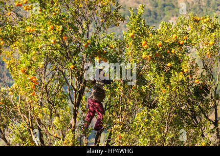 Donna Newari picks arance da un arancio (Citrus × sinensis) tree nei foothills dell'Himalaya, Taplejung regione, Nepal Foto Stock