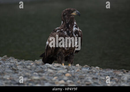 Un giovane/immaturi di aquila calva a una spiaggia rocciosa Foto Stock