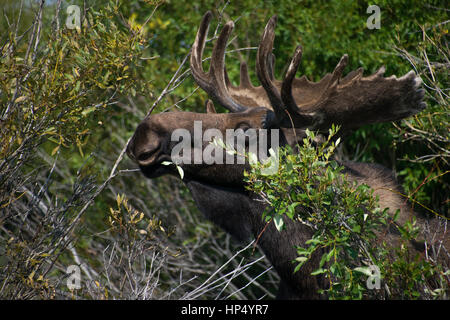 Un bisonte in pianura con il Grand Tetons in Backround Foto Stock