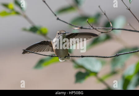 Un piuttosto ampia-tailed Hummingbird neonata diffondere le sue ali Foto Stock