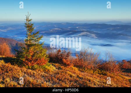 Bosco di betulle, nel pomeriggio di sole durante la stagione autunnale Foto Stock