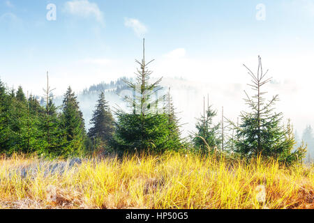 Alberi nella nebbia e nuvole. Nei Carpazi. L'Ucraina. Europa Foto Stock