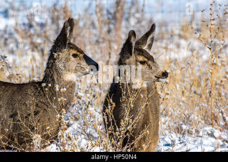 Young Mule Deer cerbiatti Alertly osservando Foto Stock