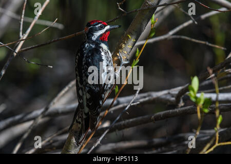 Un bel rosso-naped Sapsucker appollaiato su un ramo Foto Stock