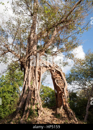 Sambor Prei Kuk, Prasat Yeay Peau, Cambogia - VII secolo pre-angkorian brik templi dedicati a Shiva Foto Stock