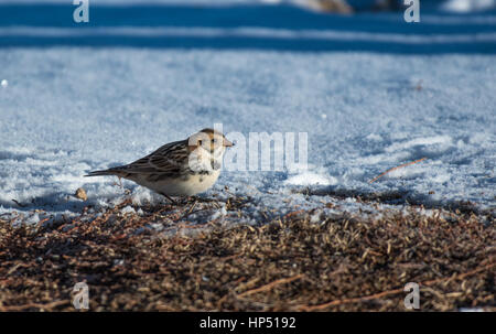 Un grazioso Lapland Longspur foraggio per il cibo nella neve Foto Stock