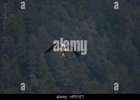 Una maestosa aquila calva in volo portando una carcassa di salmone Foto Stock