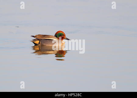 Adulto drake Eurasian o Common Teal su un congelati pool di ghiaccio in inverno in North Norfolk, Regno Unito Foto Stock