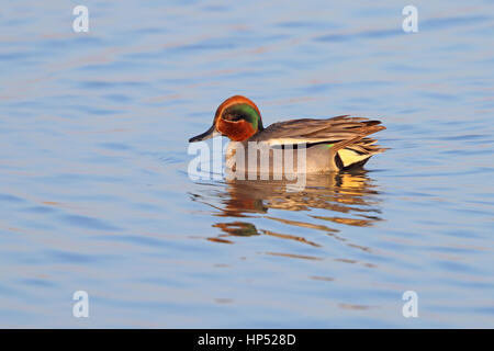 Adulto drake Eurasian o Common Teal su un congelati pool di ghiaccio in inverno in North Norfolk, Regno Unito Foto Stock