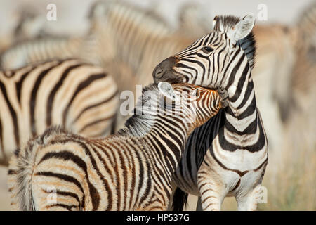Le pianure zebra (Equus burchelli) interazione, il Parco Nazionale di Etosha, Namibia Foto Stock