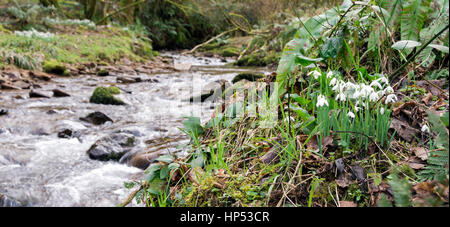 Valle appena fuori WheddonCross su Exmoor che è pensato per essere state piantate con bucaneve dai monaci di molti secoli fa, ora un tappeto di galanthus. Foto Stock