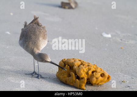 Willet alimentando in Florida Foto Stock