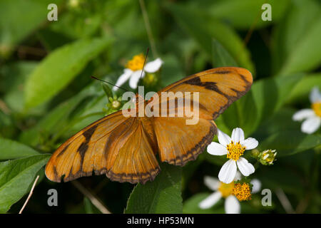 Julia Heliconian (Dryas iulia) Foto Stock