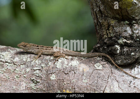 Anole marrone (Anolis sagrei) in Florida Foto Stock