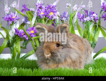 Piccolo marrone angora bunny posa in erba verde nella parte anteriore di un recinto di picchetti bianchi con fiori viola da un muro grigio Foto Stock