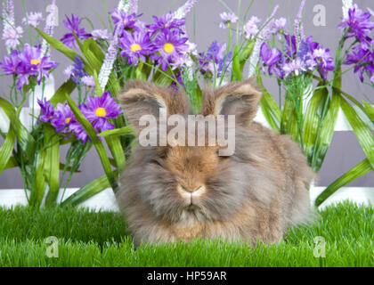 Piccolo marrone angora bunny posa in erba verde nella parte anteriore di un recinto di picchetti bianchi con fiori viola da un muro grigio. Non è in grado di vedere i suoi occhi per tutti i f Foto Stock