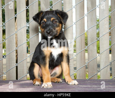 Ritratto di un pastore tedesco cucciolo mix seduti su un ponte di legno accanto a una recinzione con doghe in legno attraverso cercando leggermente per gli spettatori a sinistra. Foto Stock