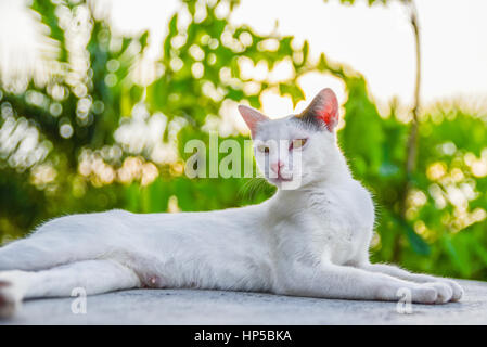 Cat accovacciata sul pavimento Foto Stock