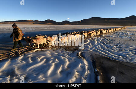 Un abitante di un villaggio conduce un gregge di pecore sulla congelati Puma Yumco Lago, a sud-ovest della Cina di regione autonoma del Tibet, Febbraio 9, 2017. È il punto più freddo dell'anno in Tibet e tempo per la migrazione annuale degli allevamenti di pecore attraverso un lago ghiacciato, una pericolosa ed esilarante antica pratica. Al villaggio di Dowa, 5,070 metri sopra il livello del mare e a migliaia di pecore sono state adottate in tutta l'acqua congelata a due isole su Puma Yumco lago, uno del mondo più alti laghi. La migrazione avviata prima dell'alba. Foto Stock