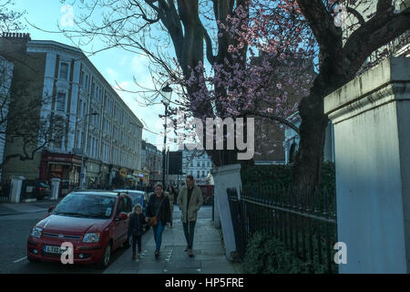 Londra, Regno Unito. 18 febbraio 2017. Unseasonally clima mite in London porta primi germogli su Cherry Blossom Tree. © claire doherty/Alamy Live News Foto Stock