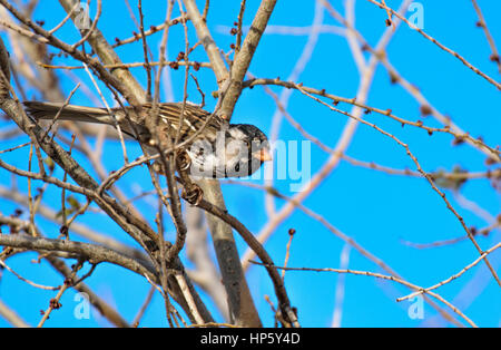 Un Harris il passero appollaiato su un ramo in una mattinata d'inverno Foto Stock