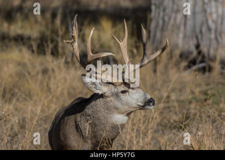 Grandi Mule Deer Buck Foto Stock